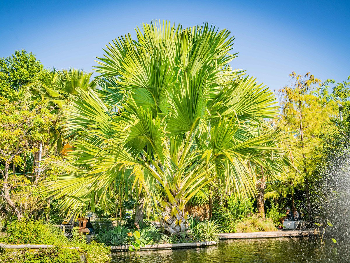 PALM GARDEN | Miami Beach Botanical Garden